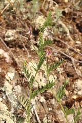 Vicia megalotropis