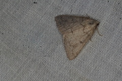 Udea hyalistis