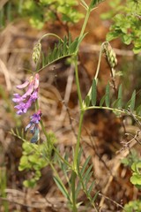 Vicia megalotropis