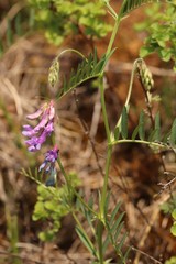 Vicia megalotropis