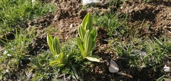 Veratrum album