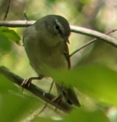 Leiothlypis peregrina