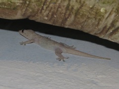 Hemidactylus mercatorius