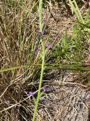 Buchnera floridana image