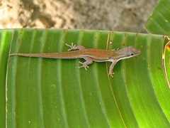 Phelsuma modesta