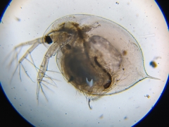Daphnia pulex