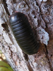 Zoosphaerium arborealis