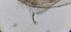 Daphnia pulex