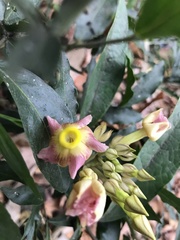 Prestonia portobellensis