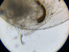 Daphnia pulex
