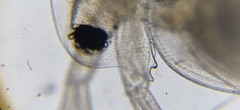 Daphnia pulex