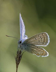 Polyommatus icarus
