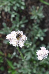 Antennaria dioica
