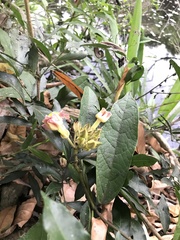 Prestonia portobellensis