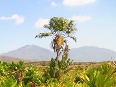 Ravenala