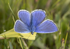 Polyommatus icarus