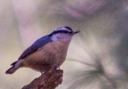 photo of Red-breasted Nuthatch (Sitta canadensis)