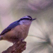 photo of Red-breasted Nuthatch (Sitta canadensis)