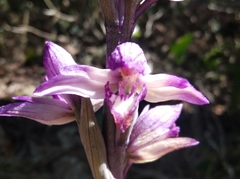 Limodorum abortivum