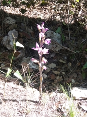 Limodorum abortivum