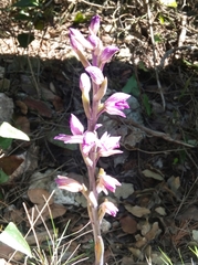 Limodorum abortivum