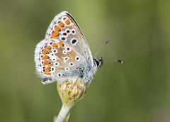 Aricia cramera
