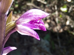 Limodorum abortivum