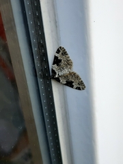 Xanthorhoe fluctuata