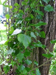 Populus