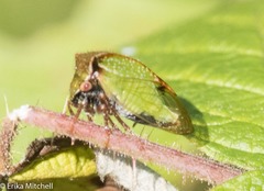 Stictocephala basalis