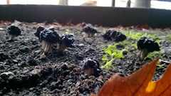 Helvella dryophila