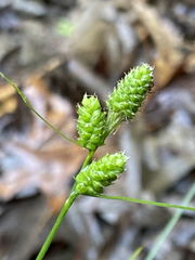 Carex hirsutella