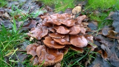 Agaricales