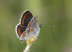 Aricia cramera