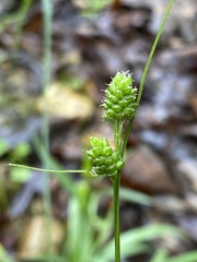 Carex hirsutella