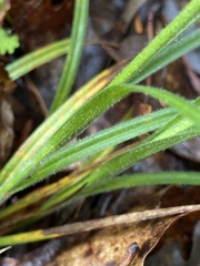 Carex hirsutella