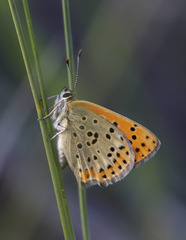 Lycaena bleusei