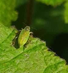 Polydrusus formosus