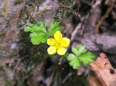 Waldsteinia ternata