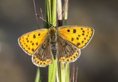 Lycaena bleusei