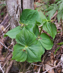 Trillium apetalon