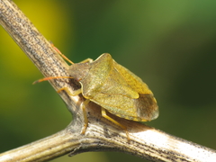 Peribalus strictus strictus
