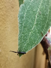 Taphroderini
