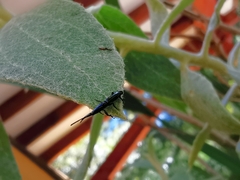 Taphroderini