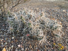 Grusonia aggeria