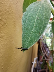 Taphroderini