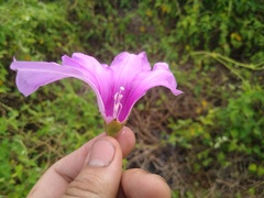 Ipomoea rubens