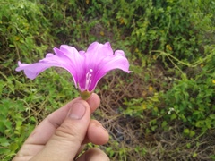 Ipomoea rubens