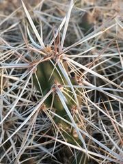 Grusonia aggeria