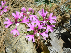 Clarkia pulchella